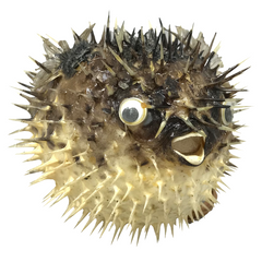 Blowfish