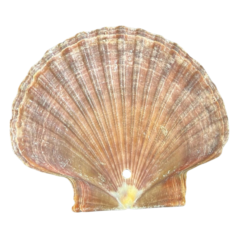Yellow Cup Seashell