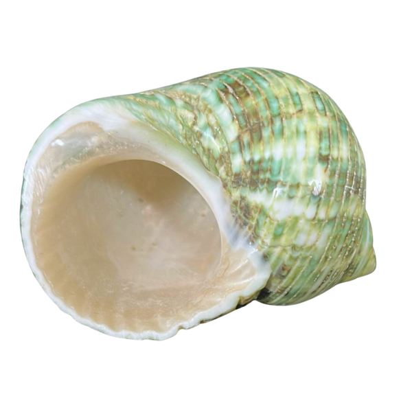 Knobbed Whelk Seashell Planter Live Succulent Arrangement. Large 67. Free  Shipping Eligible 