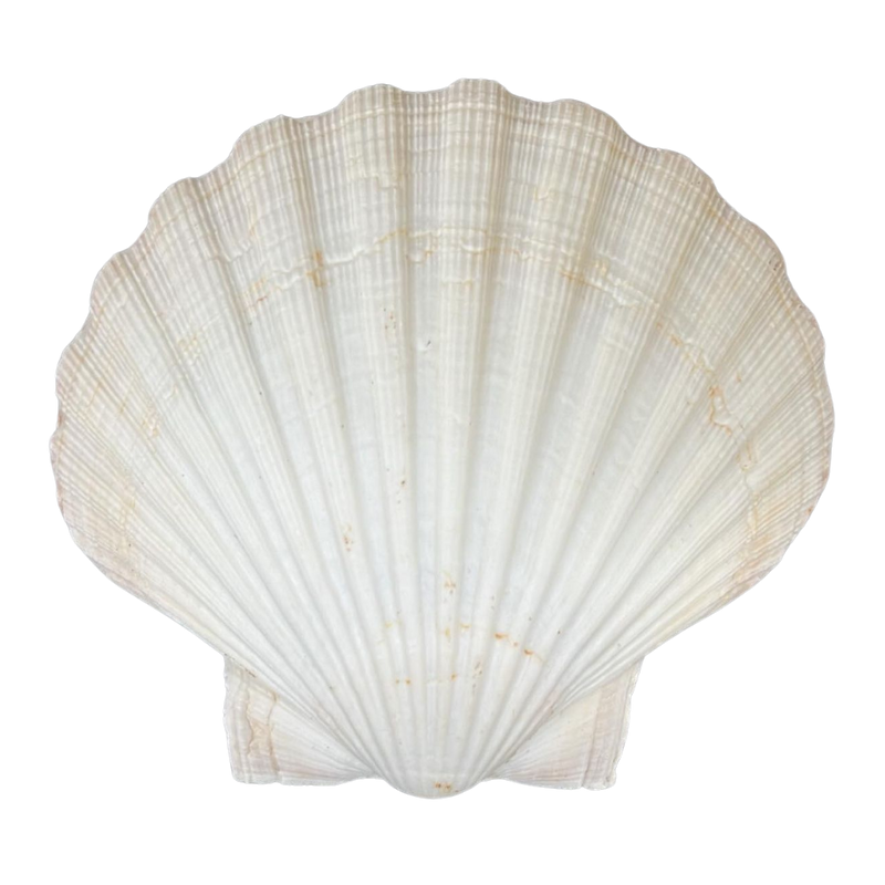 Yellow Cup Seashell