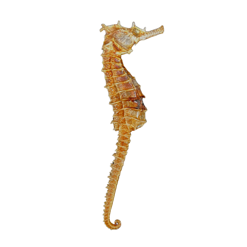 Dried | Bagged | Shell | Seahorse The Connection