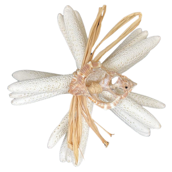 White Finger Starfish Linckia Laevigata (3 starfish approx. 3+ inches