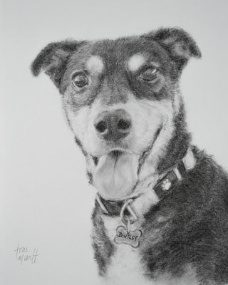 Charcoal and Pencil Portrait of Bentley canine by artist Trae Mundt