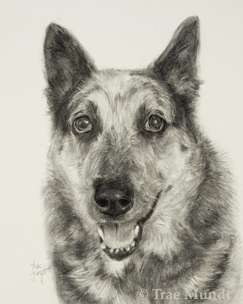 Tootsie - Dog Portrait - Graphite and Charcoal Drawing by Trae Mundt. Queensland Heeler.