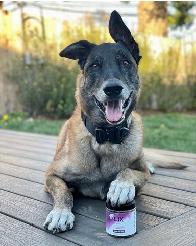 Malinois dog with paw on 20MG Bites container