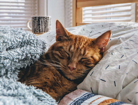 Comfy cat. Happy cat. Cat wellness. Cuddle cat. Kitten