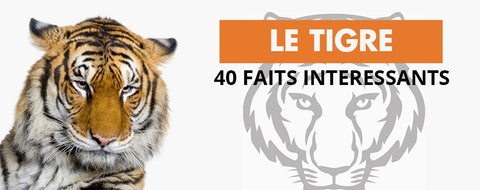 Le Tigre Trisomique La Boutique Du Tigre