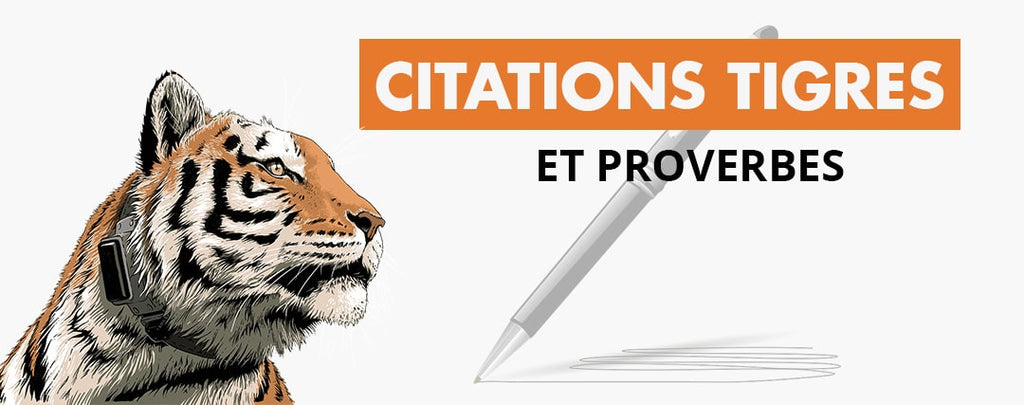 Proverbes Et Citations Sur Le Tigre La Boutique Du Tigre