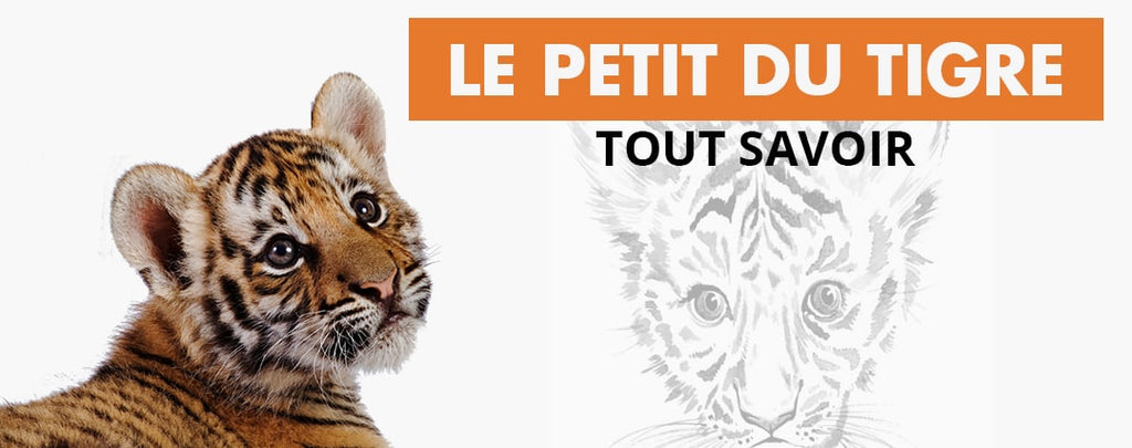 Le Petit Du Tigre Tout Savoir La Boutique Du Tigre