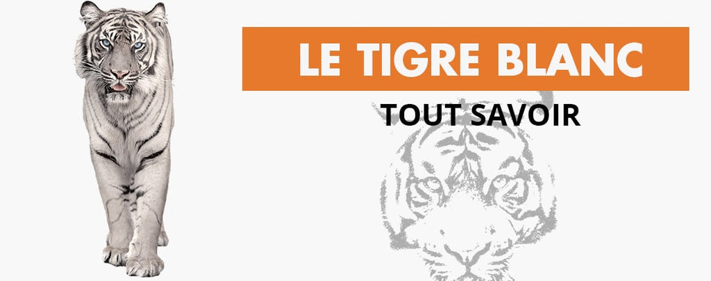 Tout Savoir Sur Le Tigre Blanc La Boutique Du Tigre