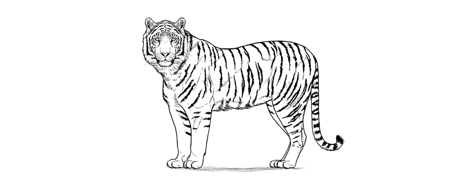 Terminez le dessin du tigre