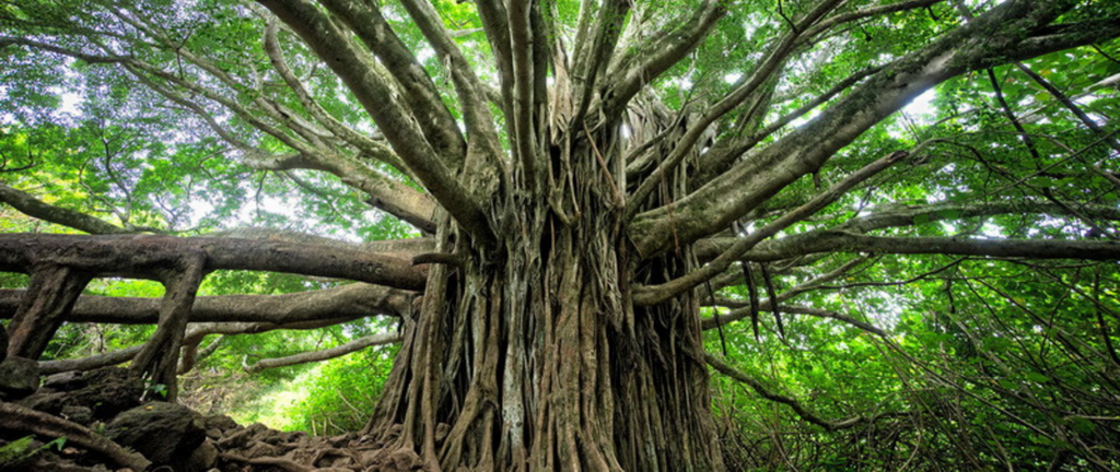 arbre de la bodhi