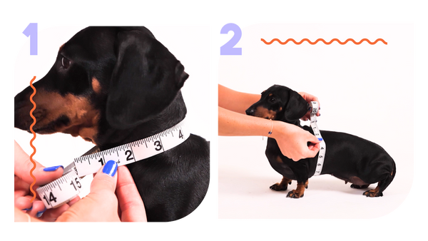 Two images of a black dachshund being measuring. The first images shows a measuring tape around the dogs neck while the second photo shows its waist being measured by flexible measuring tape.