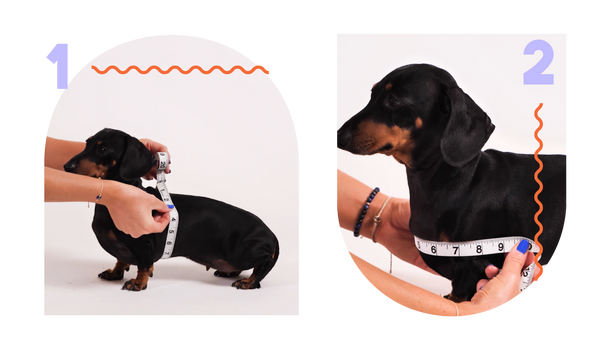 Two images of a black dachshund being measured for harness. First image shows the waist being measured and the second images shows the chest being measured.