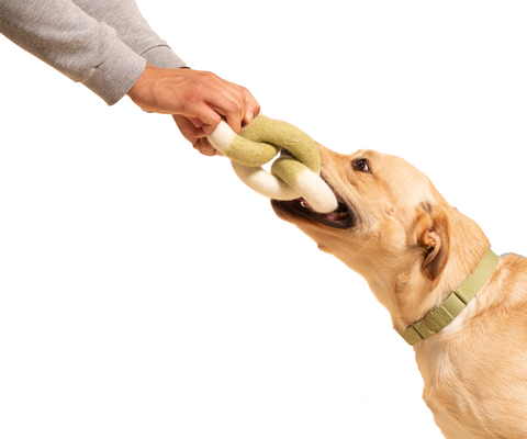 Golden Lab plays tug of war with a humanely sourced felt wool link toy in lime color.