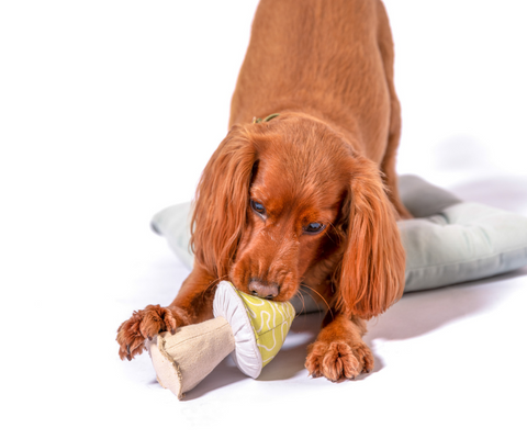 Dog enthusiastically chews plush mushroom shaped chew toy made from organic cotton.