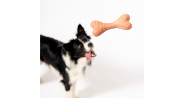 Border Collie is out of focus in background while a peach felt bone toy is in focus and is thrown to the dog.