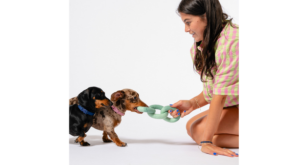 Brown-haired woman in her early 30's plays tug with 2 mini dachshunds and their aqua colored felt link toy..