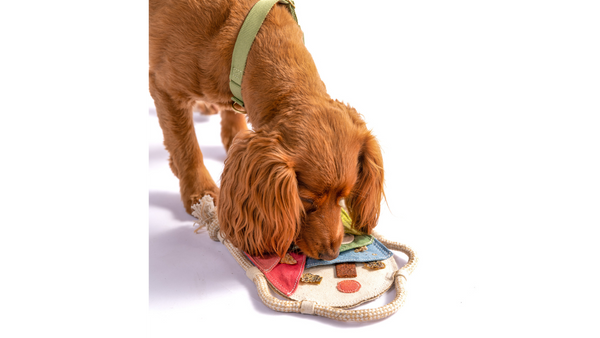 Spaniel dog sniffs a colorful canvas puzzle toy that is full of pockets stuffed with a variety of treats.