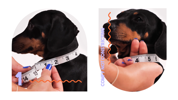 Two images of a black dachshund side by side showing a woman with blue nails measuring the dog's neck with a flexible measuring tape.