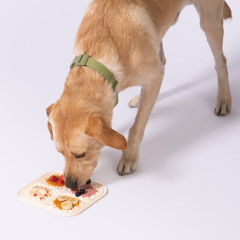 GOLDEN RETRIEVER WEARS OLIVE COLLAR AND EATS FROM A SILICONE LICK MAT THAT IS SUCTIONED TO THE FLOOR WITH PET-SAFE FOOD