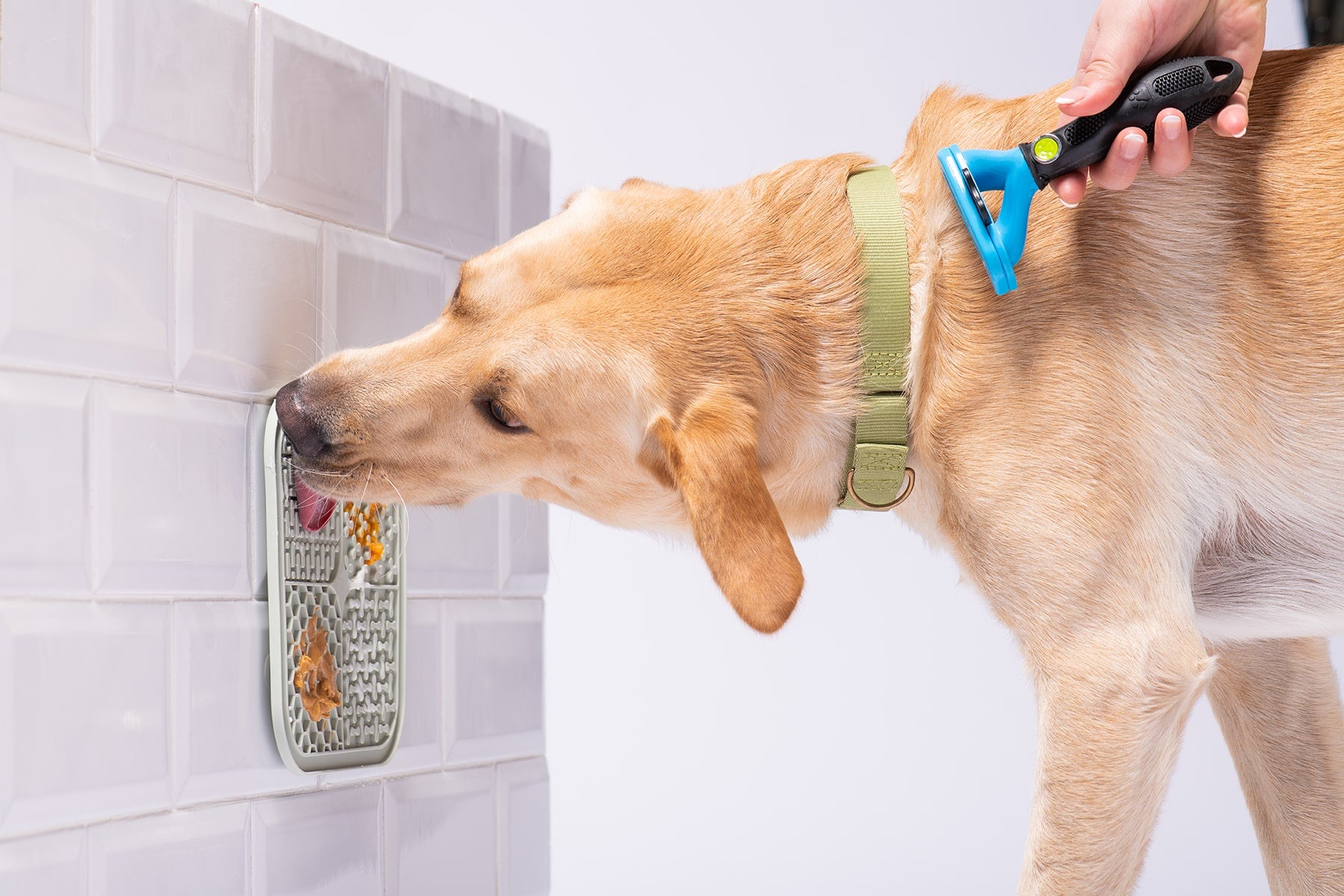 Yellow Labrador dog licks wall mounted lick mat covered in peanut butter while being groomed.