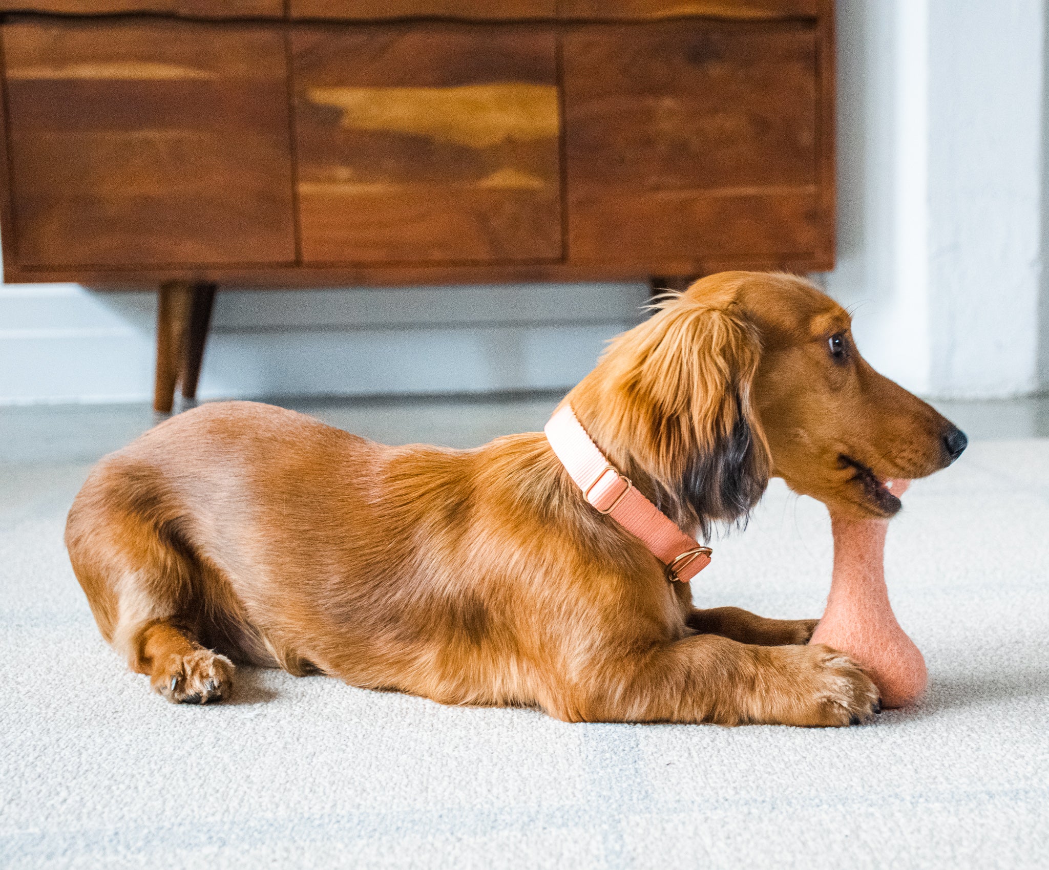 Miniature dachshund wearing a peach colored collar lays on floor and chew organic sheep's wool bone toy. 