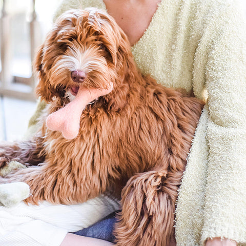 GOLDENDOODLE DOG SITTING ON OWNER'S LAP HOLDING AWOO ORGANIC PLASTIC-FREE FELT BONE DOG TOY IN PEACH