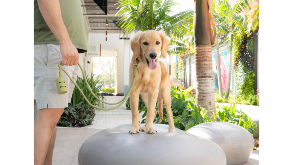 Golden lab puppy stands on top of sculpted bench wearing an olive collar and leash surrounded by palm trees.