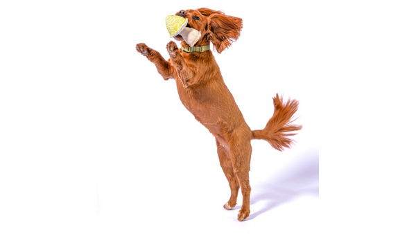 Spaniel dog stands on back legs and jumps in the air to catch a plush mushroom shaped toy made out of organic cotton.