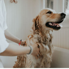 Dog grooming tips to stay looking sharp and healthy! | True Charlie Co.