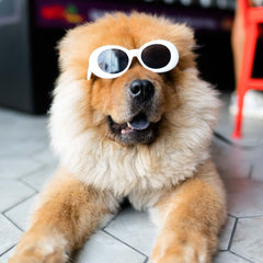 Keep your dog looking their best! | True Charlie Co.