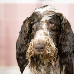 Bath time with your dog should be fun! | True Charlie Co.