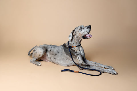 Great Dane wearing a slip lead