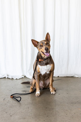 Kelpie sitting while wearing a black slip lead