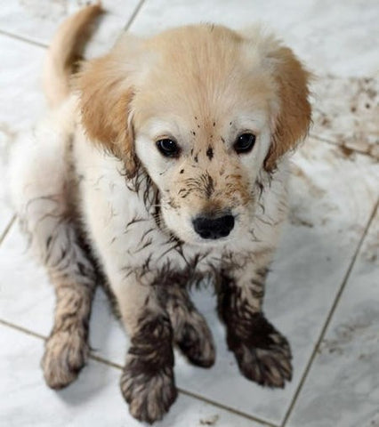 PersonallyPaws Protect Floors Washable Puppy Pads