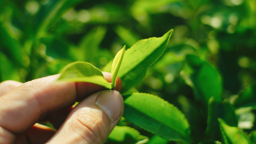 tea varieties, camellia sinensis, tea leaves