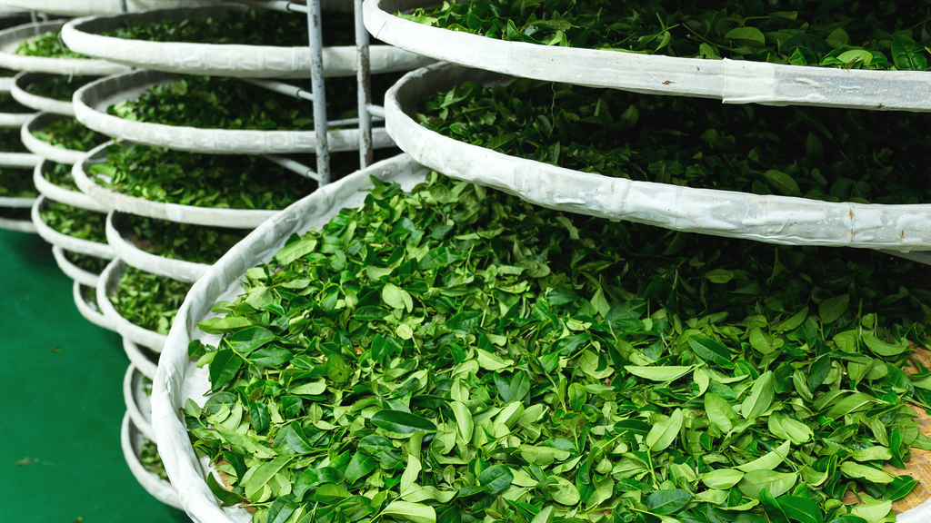 drying tea leaves, processing tea, green tea