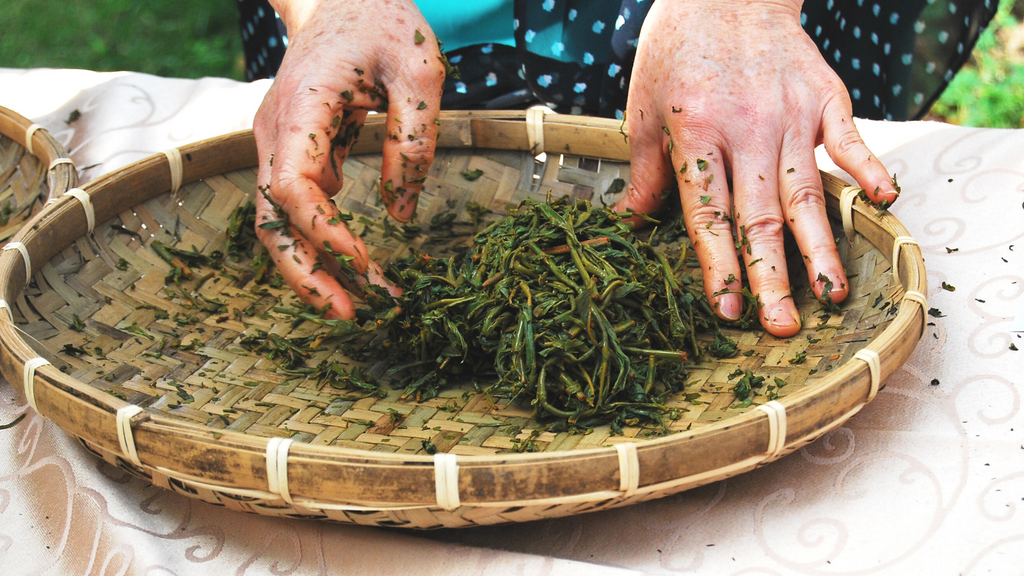 processing oolong tea, tea varieties