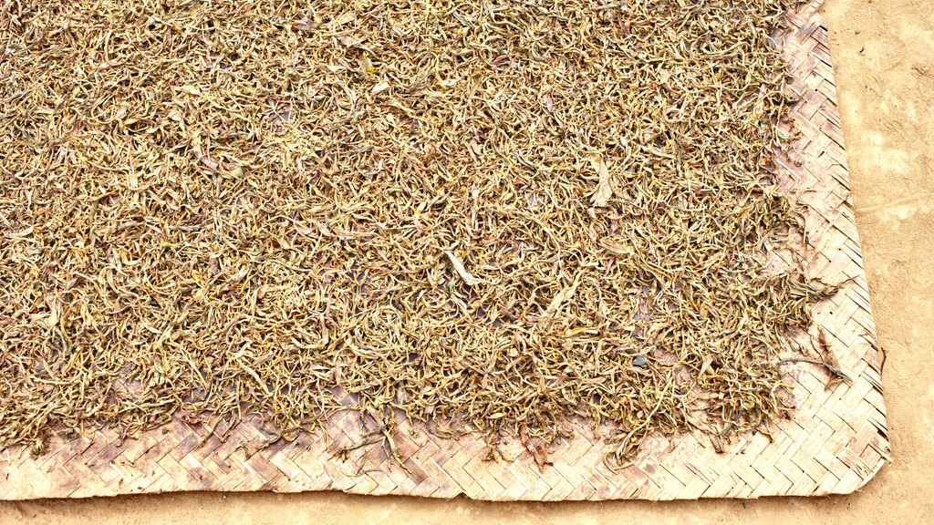 processing white tea, loose leaf tea, tea varieties