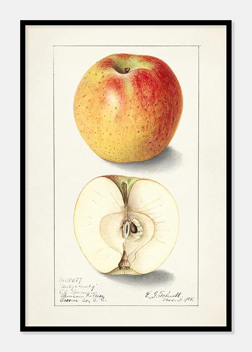Ellen Isham Schutt plakat med æbler 