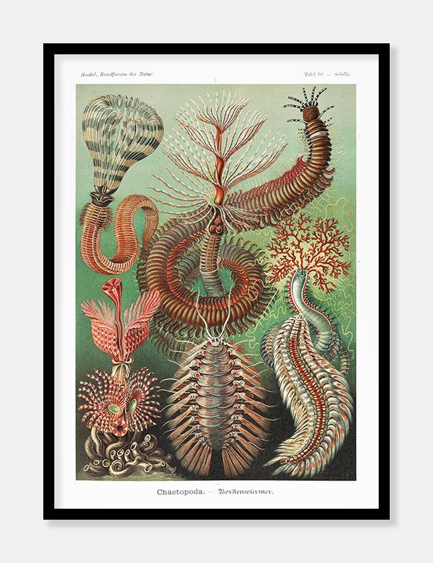 Ernst Haeckel plakat med havdyr 