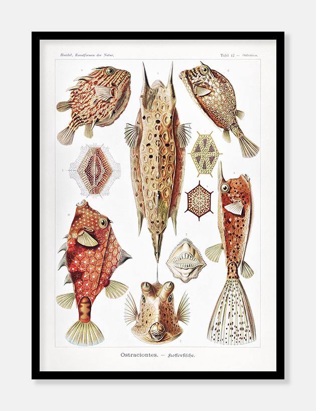 Ernst Haeckel plakat med havdyr 