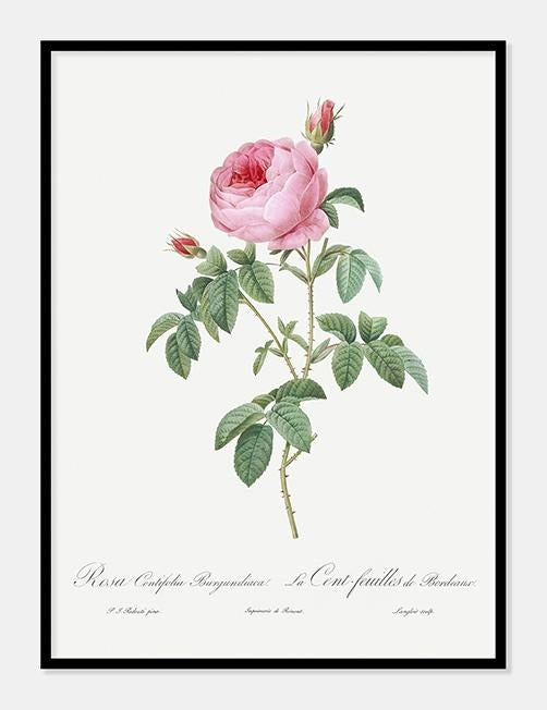 Pierre-Joseph Redouté plakat med Bourgondy rose 