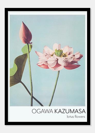 Plakat Ogawa Kazumasa Lotusblomst