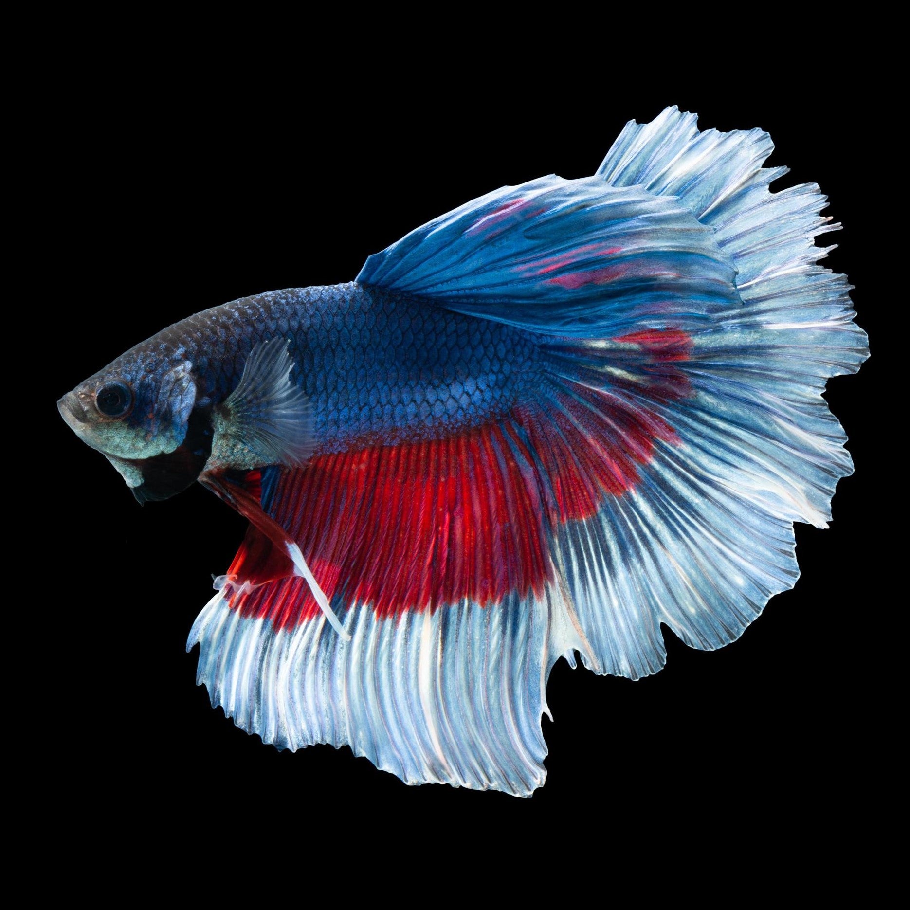 Fighting Fish- Fancy – Fishtank