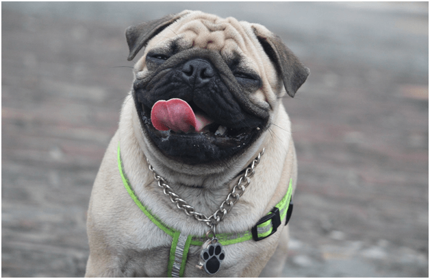 Pug Feeding Guide Lovejoys Pet Food Dog Food