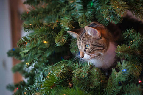 catchristmastree