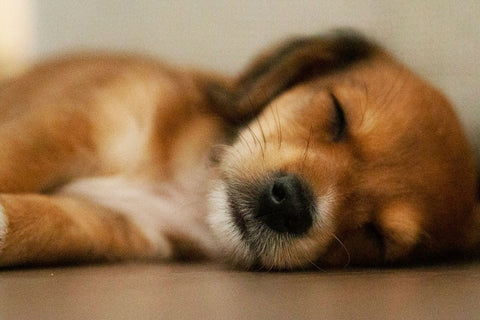 puppy-asleep