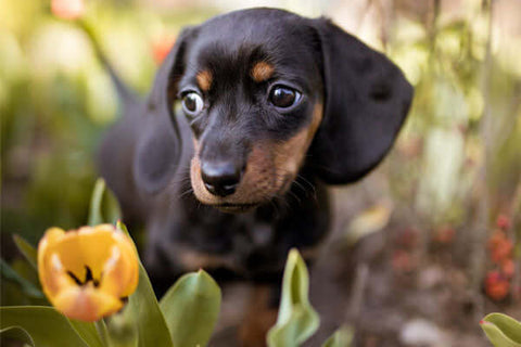 puppytoxicplants